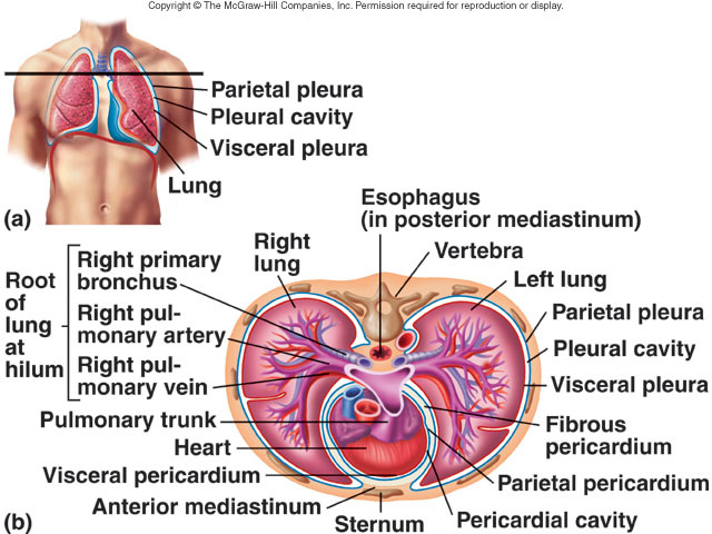 Respiratory System - The human body