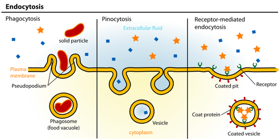 What is the waterproofing protein found in the epidermal cells called?