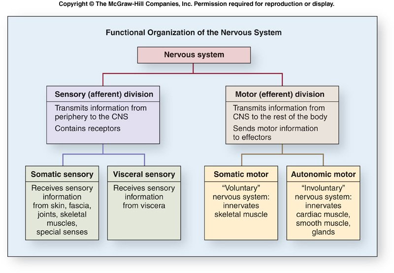 Nervous System - The human body