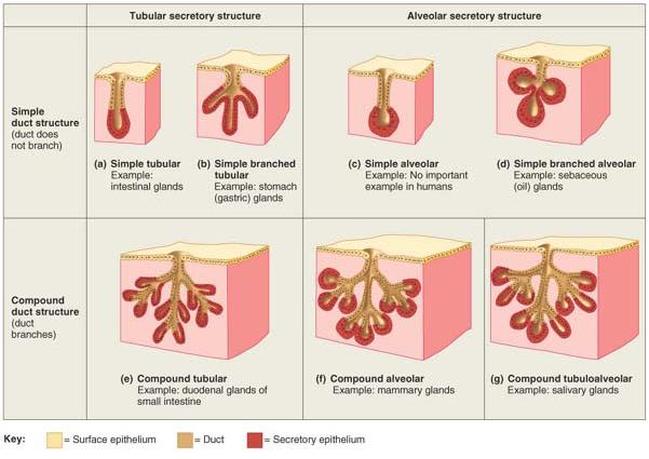 tissues which fill the gap between organs