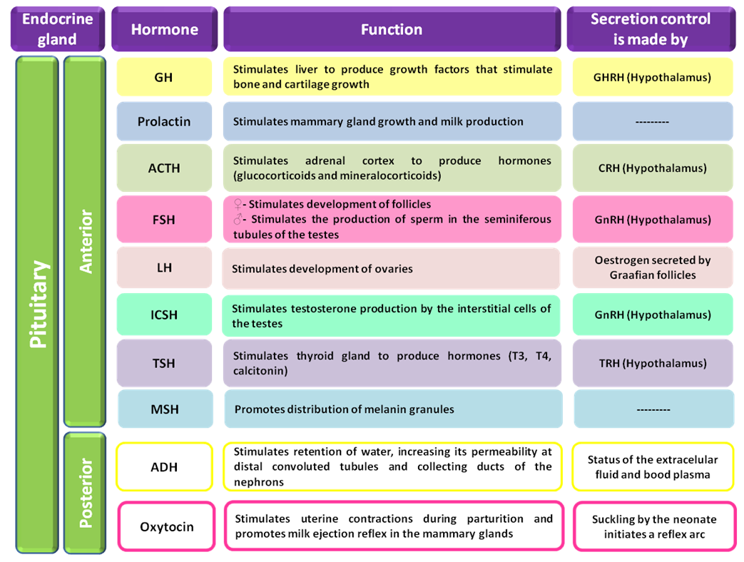 endocrine hormones chart