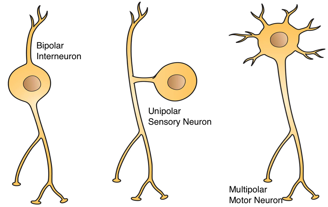 3 Types of Neurons (Plus Facts About the Nervous System 
